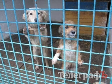Заберите щенков! Заберите щенков!