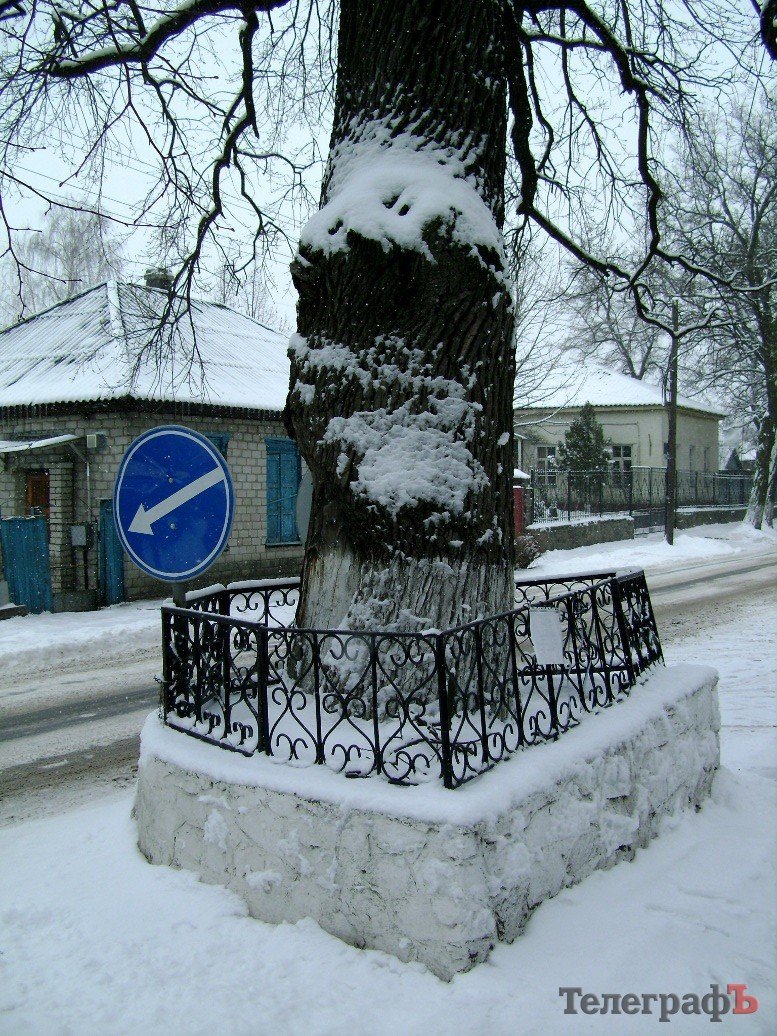 Самый старый дуб в Кременчуге получил имя великого изобретателя Николы Теслы Самый старый дуб в Кременчуге получил имя великого изобретателя Николы Теслы