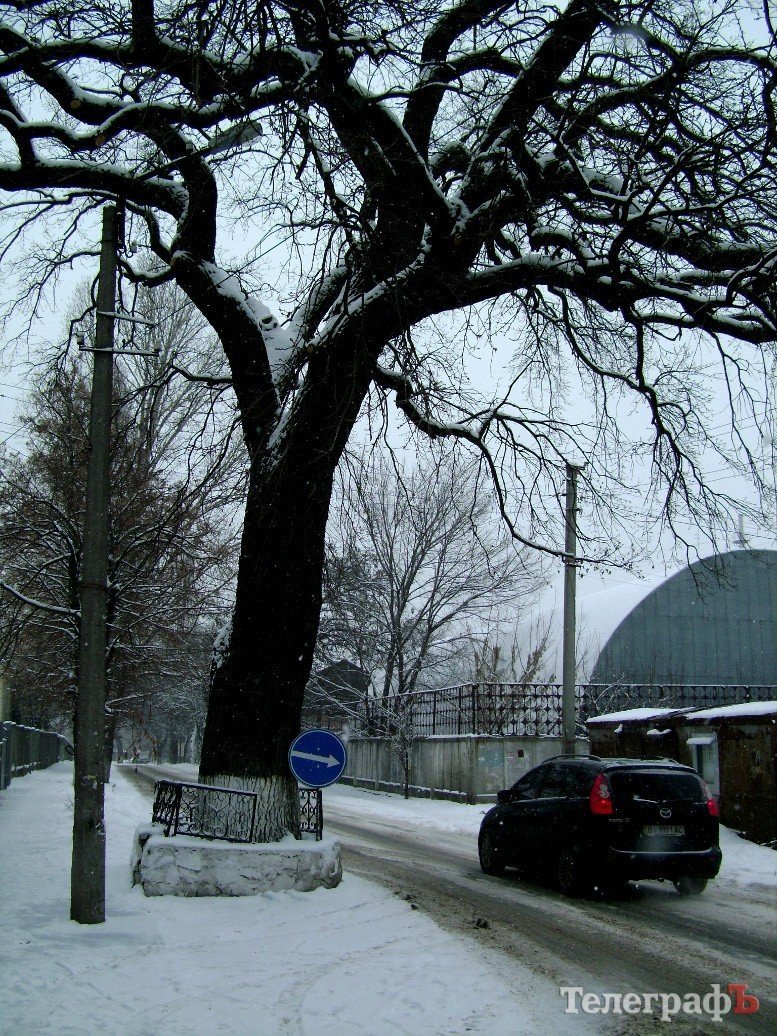 Самый старый дуб в Кременчуге получил имя великого изобретателя Николы Теслы Самый старый дуб в Кременчуге получил имя великого изобретателя Николы Теслы