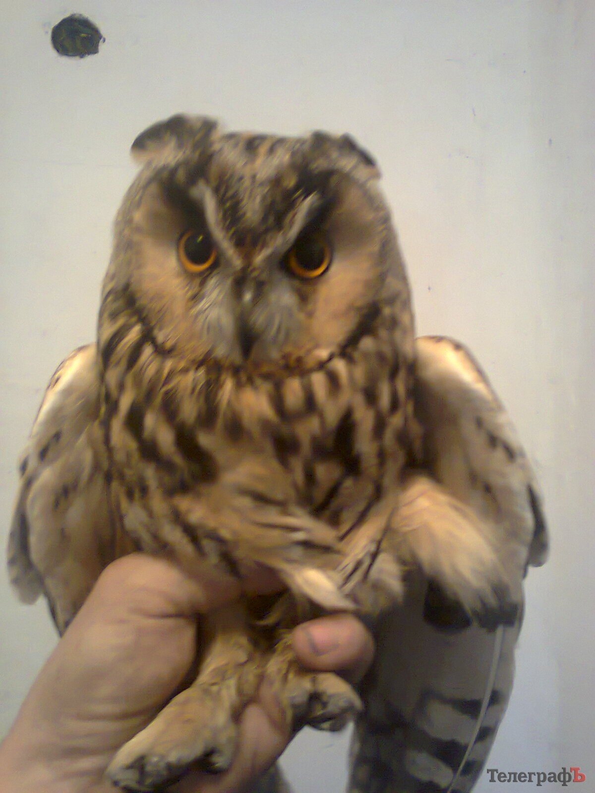 Як «Телеграф» знаходить тваринам господарів Як «Телеграф» знаходить тваринам господарів