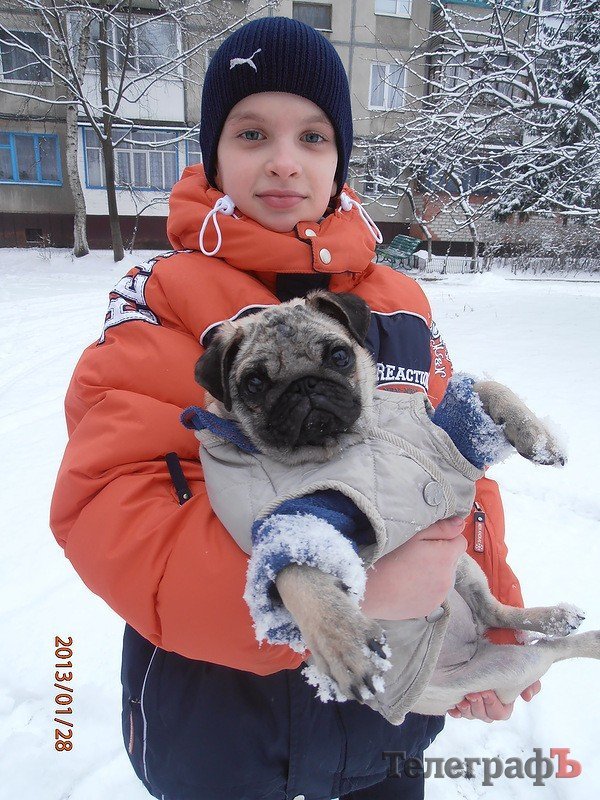 Як «Телеграф» знаходить тваринам господарів Як «Телеграф» знаходить тваринам господарів