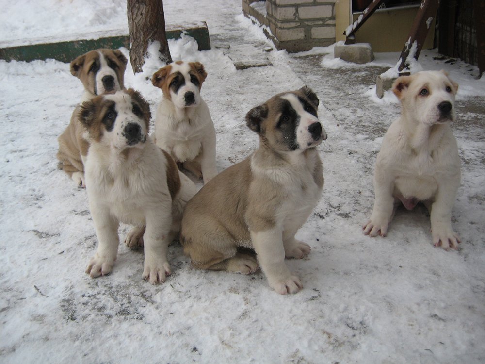 Питомник САО «Туркмен Випа-Ит» предлагает чистокровных щенков туркменских волкодавов (Алабай) Питомник САО «Туркмен Випа-Ит» предлагает чистокровных щенков туркменских волкодавов (Алабай)