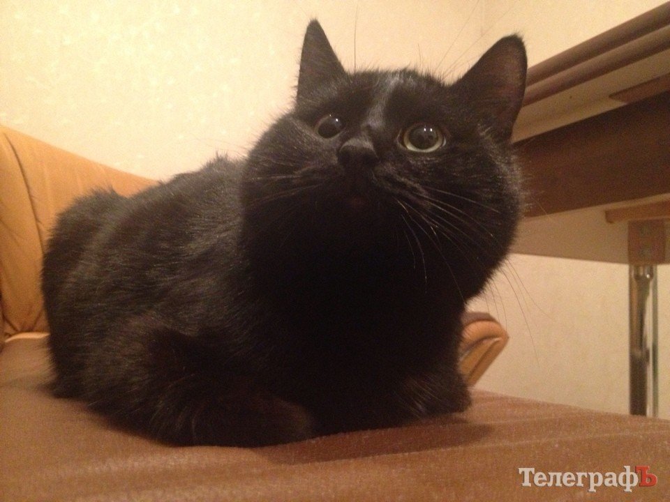 Шикарный черный кот ищет доброго компаньона Шикарный черный кот ищет доброго компаньона