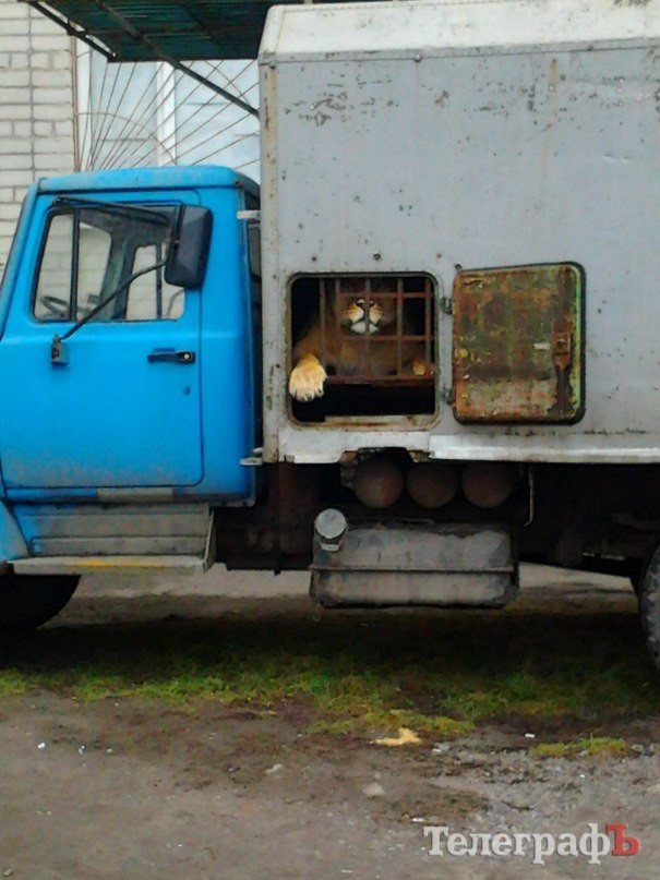 Две львицы - Бала и Дуся - в Кременчуге проездом Две львицы - Бала и Дуся - в Кременчуге проездом