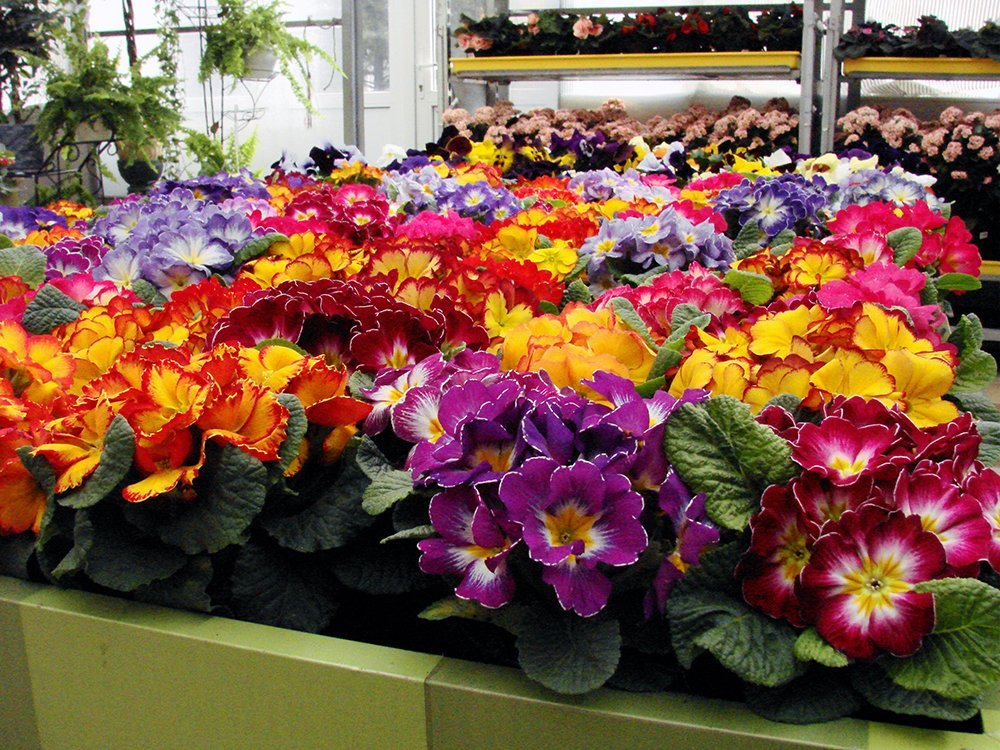 Где купить цветы к 8 марта по цене производителя Где купить цветы к 8 марта по цене производителя