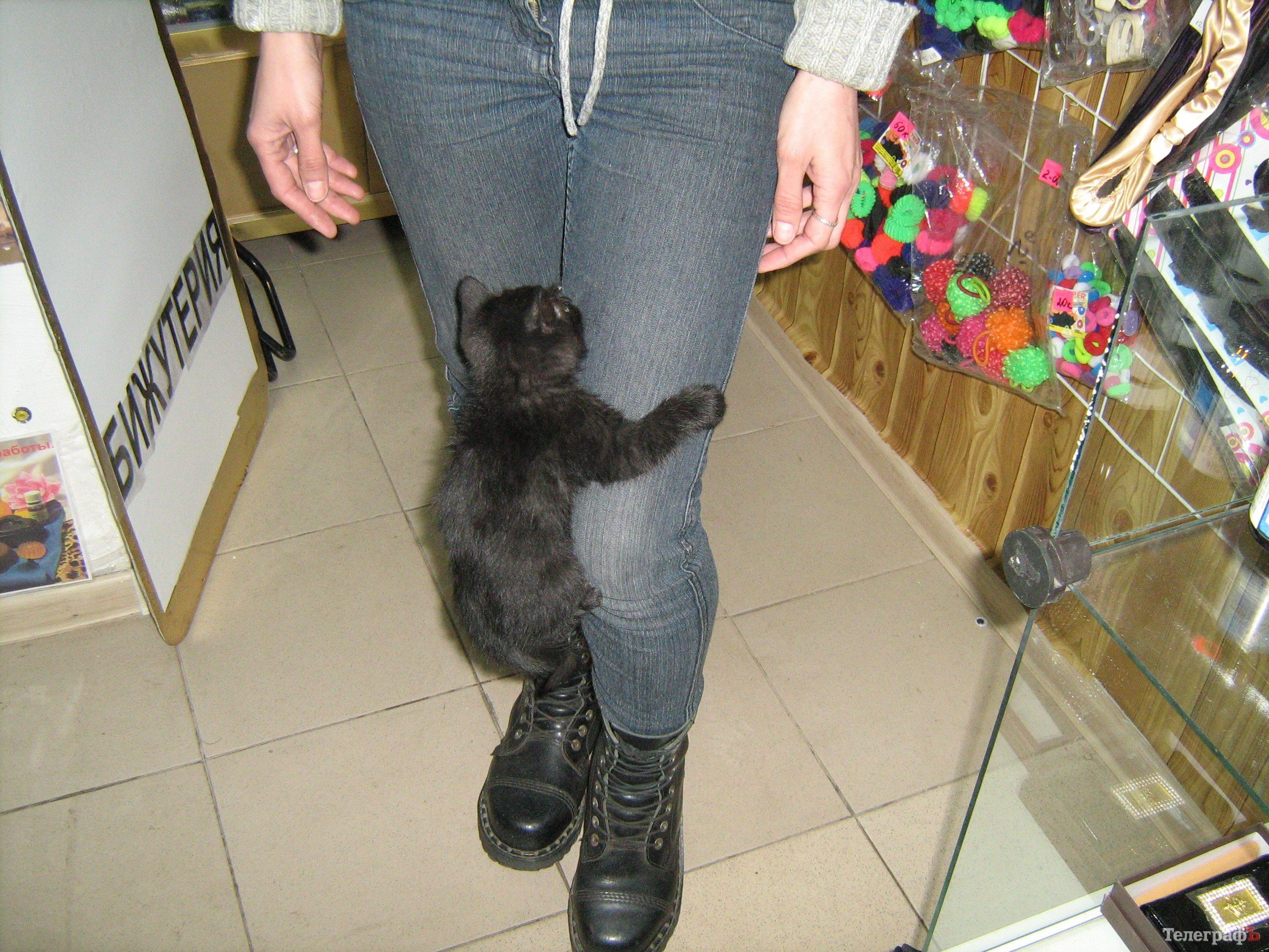 Котята бездомной кошки ищут семью и еду Котята бездомной кошки ищут семью и еду