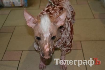 Нашли китайскую хохлатую собаку: кто потерял? Заберите! Нашли китайскую хохлатую собаку: кто потерял? Заберите!