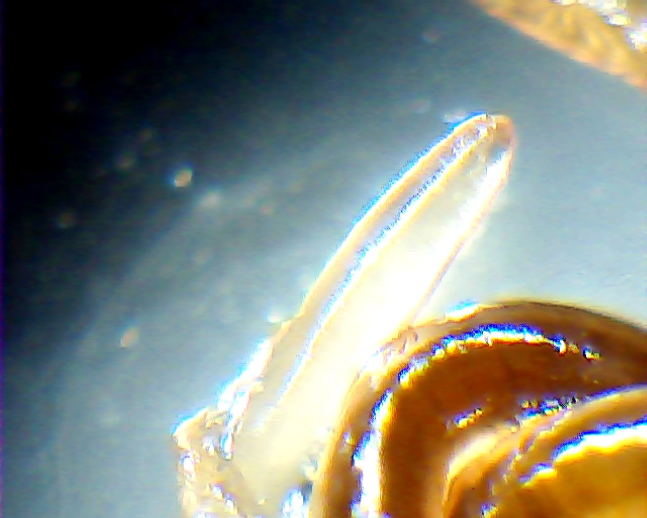 В кременчугской рыбе нашли новых паразитов, опасных для человека В кременчугской рыбе нашли новых паразитов, опасных для человека