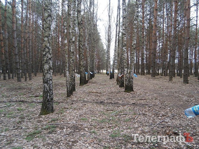 Как кременчужане собирают березовый сок Как кременчужане собирают березовый сок