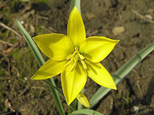 Какие первоцветы растут под Кременчугом Какие первоцветы растут под Кременчугом