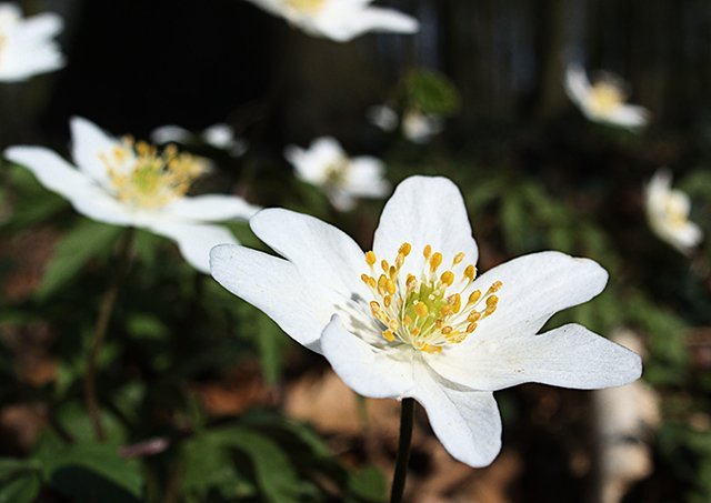 Какие первоцветы растут под Кременчугом Какие первоцветы растут под Кременчугом