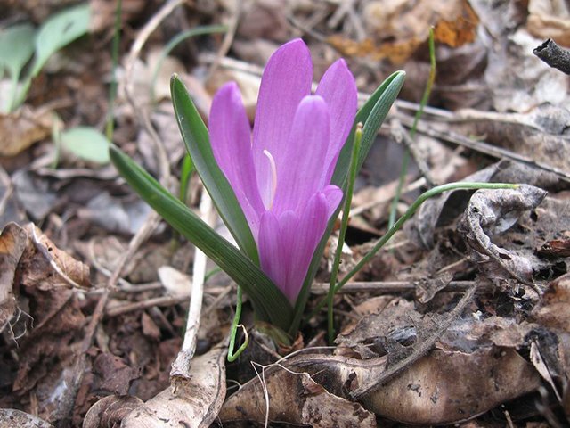 Какие первоцветы растут под Кременчугом Какие первоцветы растут под Кременчугом