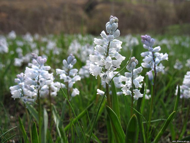 Какие первоцветы растут под Кременчугом Какие первоцветы растут под Кременчугом