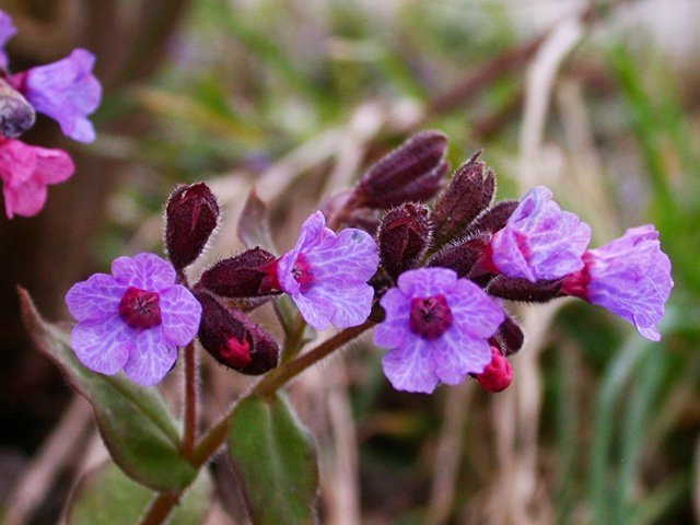 Какие первоцветы растут под Кременчугом Какие первоцветы растут под Кременчугом
