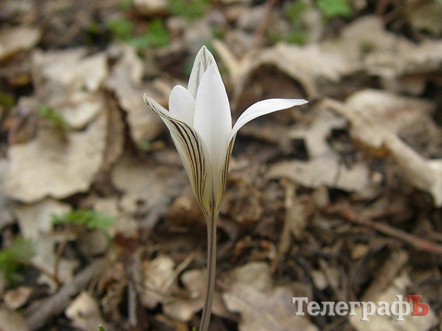 Какие первоцветы растут под Кременчугом Какие первоцветы растут под Кременчугом