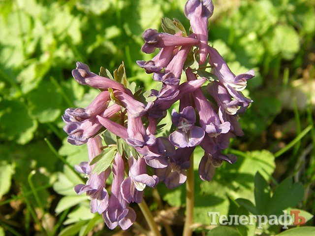 Какие первоцветы растут под Кременчугом Какие первоцветы растут под Кременчугом