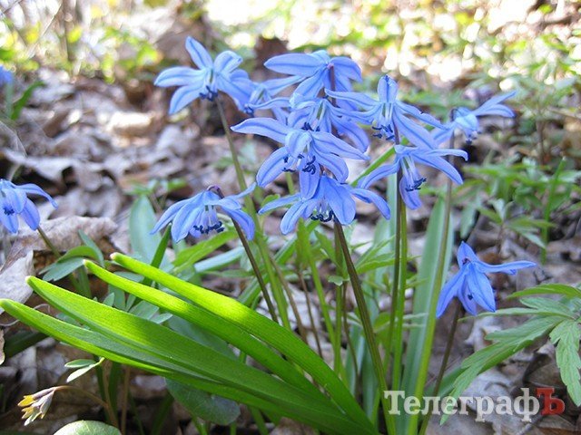 Какие первоцветы растут под Кременчугом Какие первоцветы растут под Кременчугом
