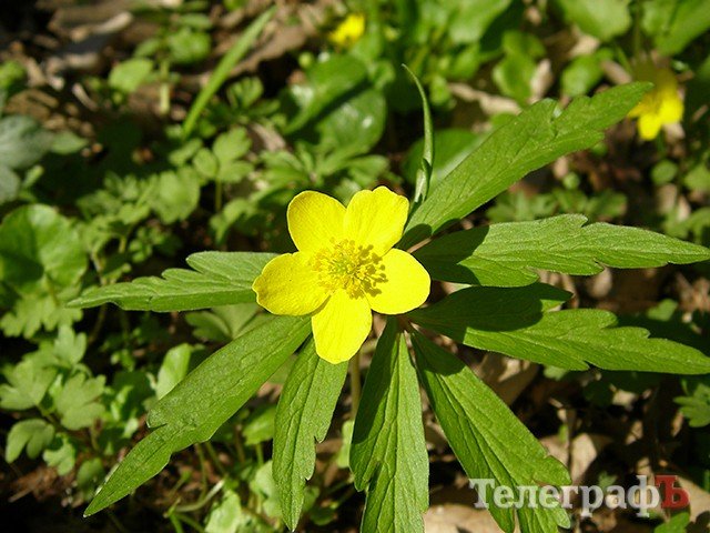 Какие первоцветы растут под Кременчугом Какие первоцветы растут под Кременчугом