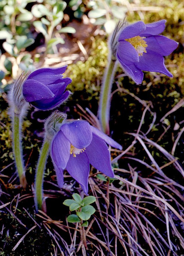 Какие первоцветы растут под Кременчугом Какие первоцветы растут под Кременчугом