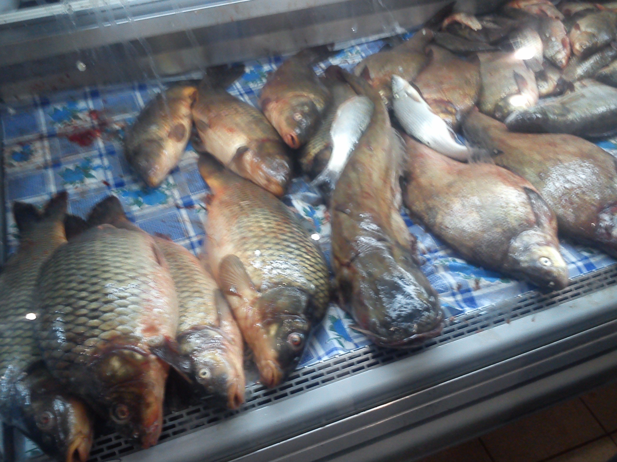 На кременчугских рынках изъяли 200 кг «левой» рыбы На кременчугских рынках изъяли 200 кг «левой» рыбы