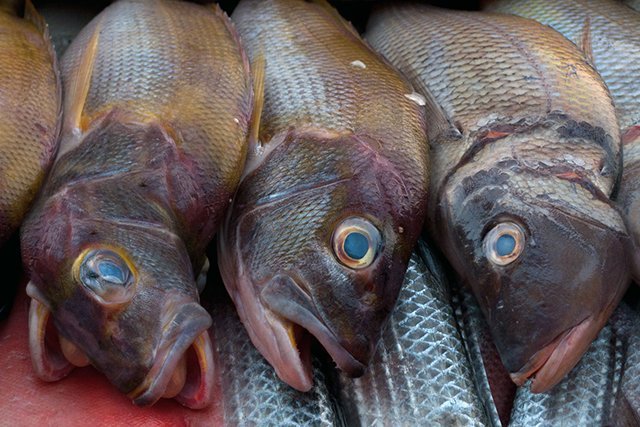 Наодинці з тарганом: кременчужани все частіше скаржаться «Телеграфу» на неякісні продукти Наодинці з тарганом: кременчужани все частіше скаржаться «Телеграфу» на неякісні продукти