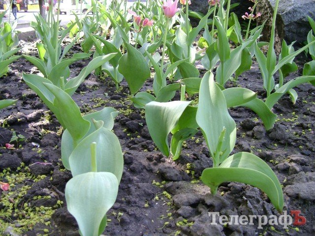 С клумбы у мемориала «Вечно живым» украли тюльпаны С клумбы у мемориала «Вечно живым» украли тюльпаны
