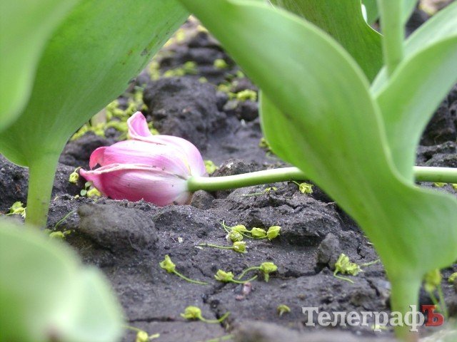 С клумбы у мемориала «Вечно живым» украли тюльпаны С клумбы у мемориала «Вечно живым» украли тюльпаны