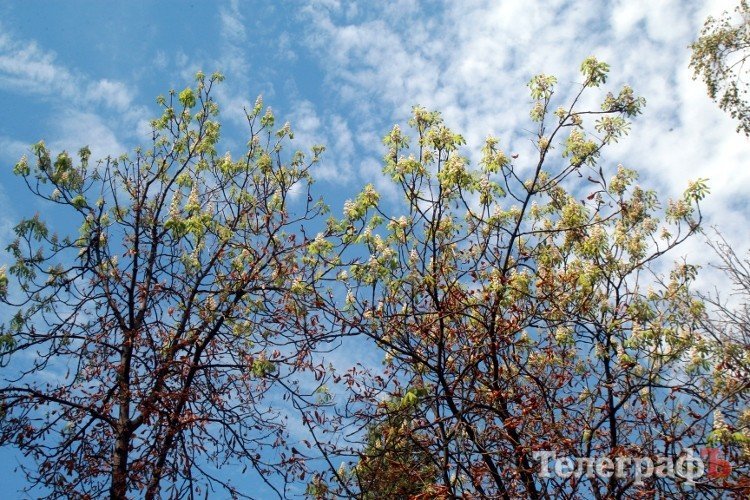 В Кременчуге начали умирать каштаны, которые в прошлом году цвели два раза В Кременчуге начали умирать каштаны, которые в прошлом году цвели два раза