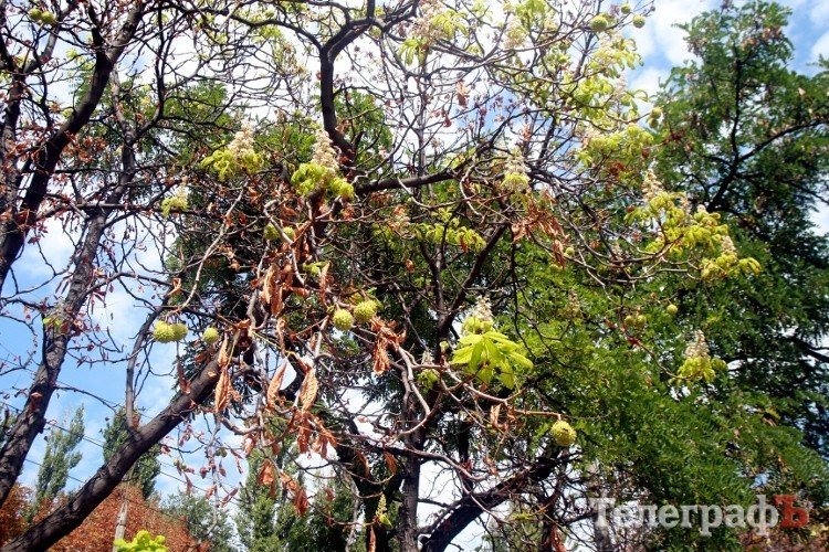 В Кременчуге начали умирать каштаны, которые в прошлом году цвели два раза В Кременчуге начали умирать каштаны, которые в прошлом году цвели два раза