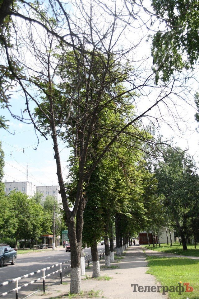 В Кременчуге начали умирать каштаны, которые в прошлом году цвели два раза В Кременчуге начали умирать каштаны, которые в прошлом году цвели два раза