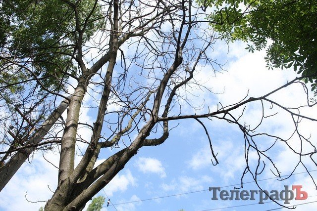 В Кременчуге начали умирать каштаны, которые в прошлом году цвели два раза В Кременчуге начали умирать каштаны, которые в прошлом году цвели два раза