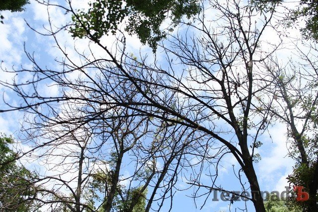 В Кременчуге начали умирать каштаны, которые в прошлом году цвели два раза В Кременчуге начали умирать каштаны, которые в прошлом году цвели два раза