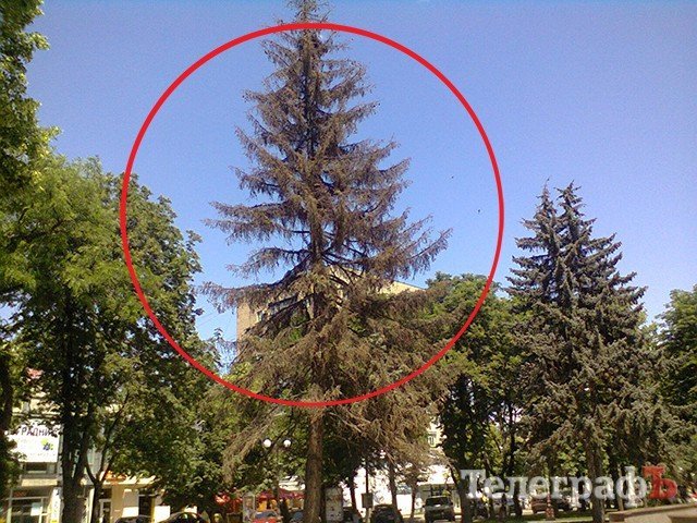 Около фонтана на пентагоне погибла елка Около фонтана на пентагоне погибла елка