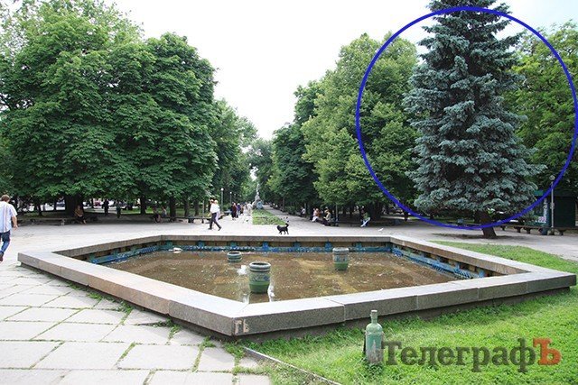 Около фонтана на пентагоне погибла елка Около фонтана на пентагоне погибла елка