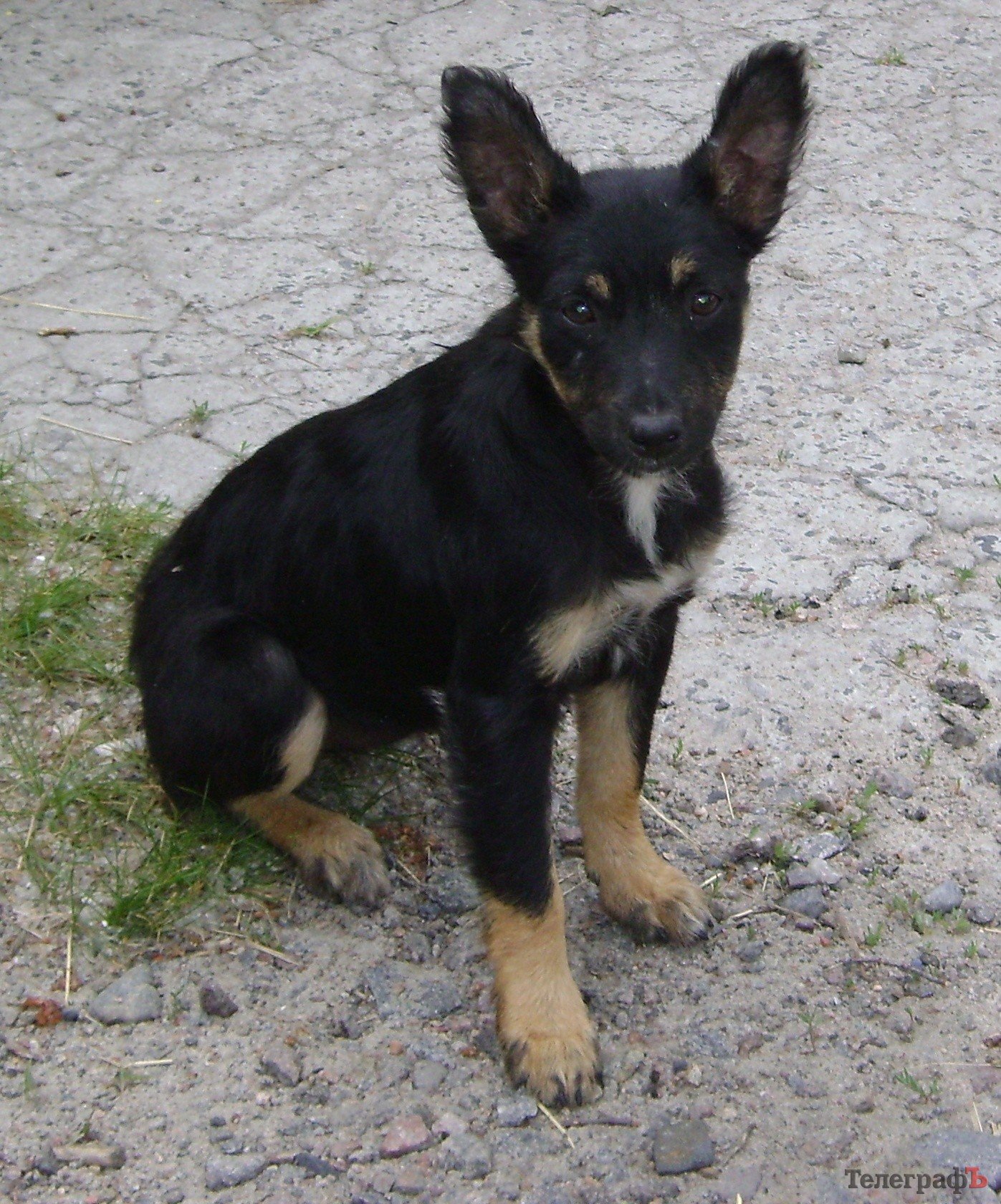 Щенки-подкидыши ищут хозяев Щенки-подкидыши ищут хозяев