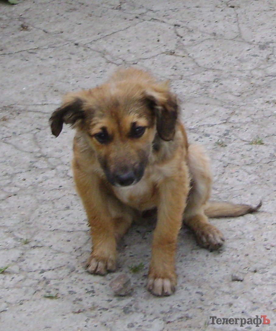 Щенки-подкидыши ищут хозяев Щенки-подкидыши ищут хозяев