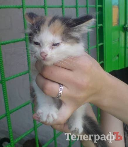 Котята-подкидыши Котята-подкидыши