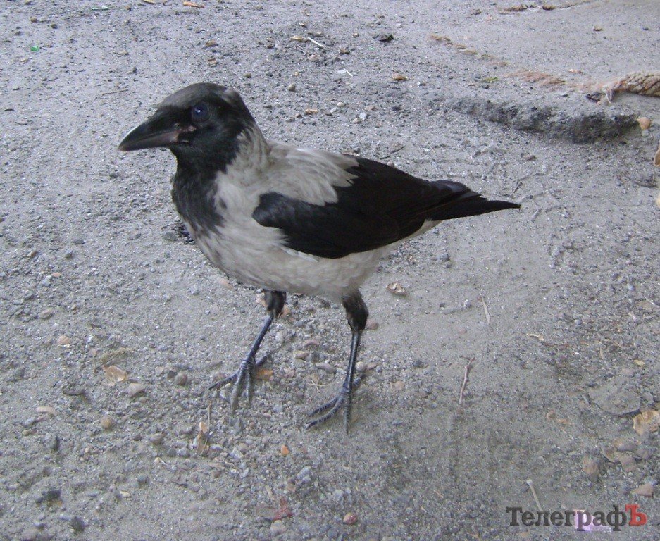 В Кременчуге ручная ворона «помогает» продавцу фруктов и овощей В Кременчуге ручная ворона «помогает» продавцу фруктов и овощей