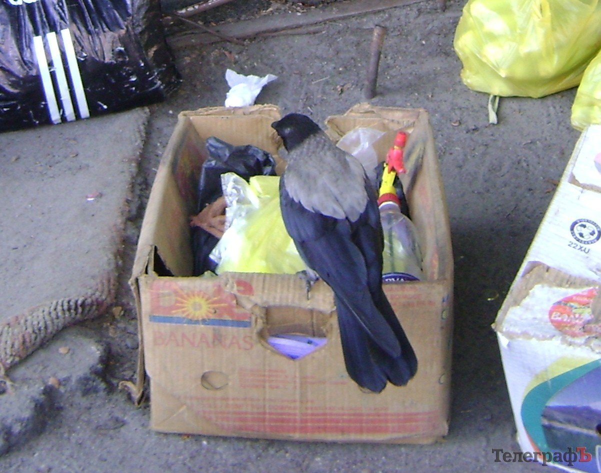 В Кременчуге ручная ворона «помогает» продавцу фруктов и овощей В Кременчуге ручная ворона «помогает» продавцу фруктов и овощей