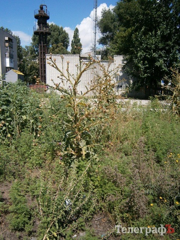 Фотофакт: «Кременчугский сорняк года-2013» Фотофакт: «Кременчугский сорняк года-2013»