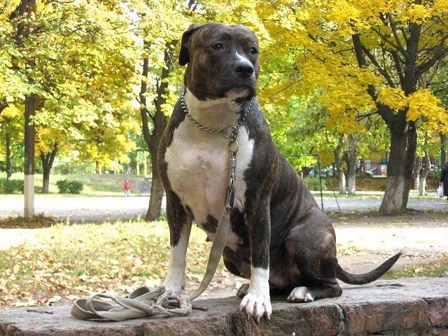 Кременчугская овчарка помогла вернуться домой стаффордширскому терьеру Кременчугская овчарка помогла вернуться домой стаффордширскому терьеру