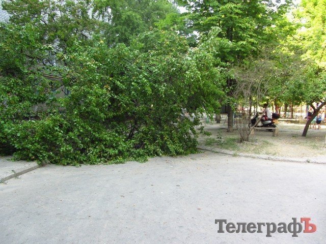 На ул.Мира в Кременчуге упавшее дерево третий день перегораживает дорогу На ул.Мира в Кременчуге упавшее дерево третий день перегораживает дорогу