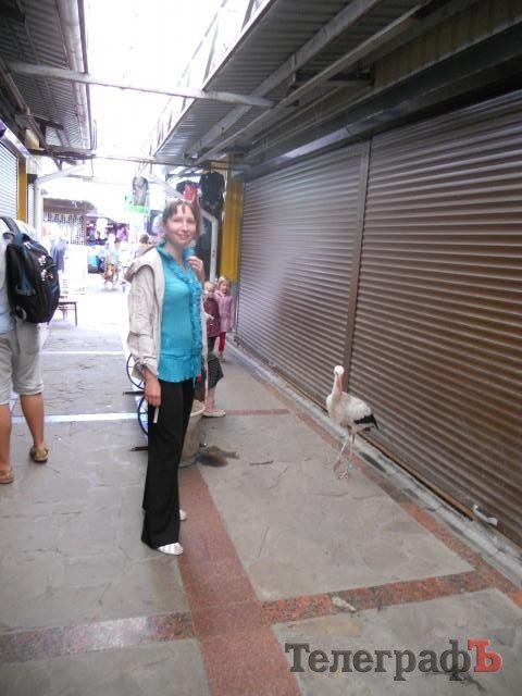 На центральном рынке Кременчуга поселился аист На центральном рынке Кременчуга поселился аист