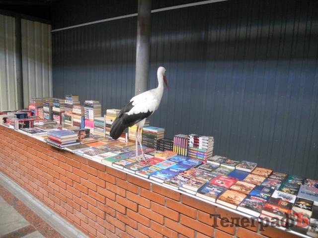На центральном рынке Кременчуга поселился аист На центральном рынке Кременчуга поселился аист