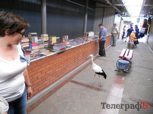На центральном рынке Кременчуга поселился аист На центральном рынке Кременчуга поселился аист