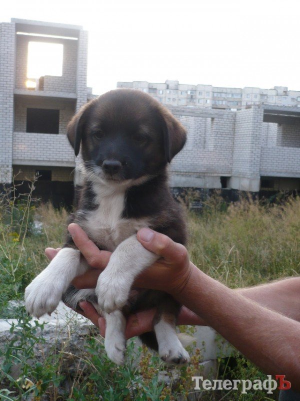 Малышка-Хвостик и ее сестры Малышка-Хвостик и ее сестры