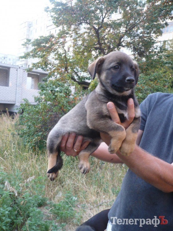 Малышка-Хвостик и ее сестры Малышка-Хвостик и ее сестры