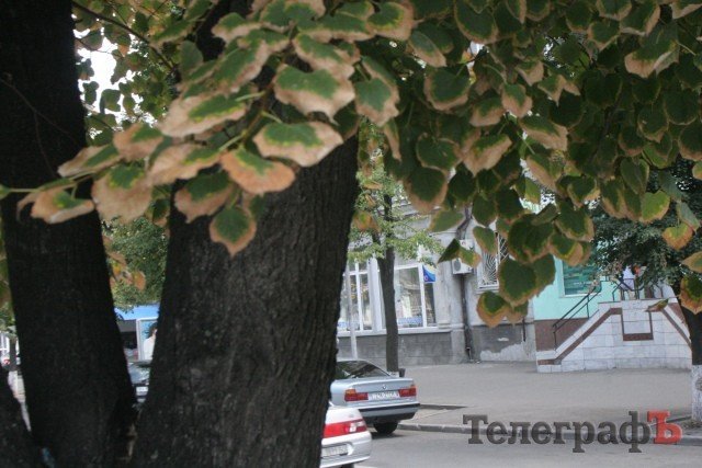 На улице Ленина в Кременчуге сохнут липы На улице Ленина в Кременчуге сохнут липы