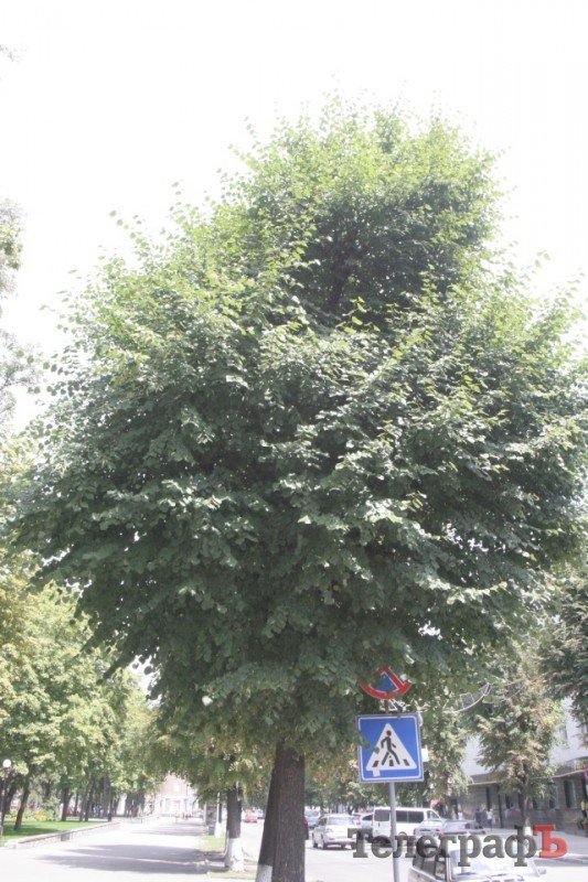 На улице Ленина в Кременчуге сохнут липы На улице Ленина в Кременчуге сохнут липы