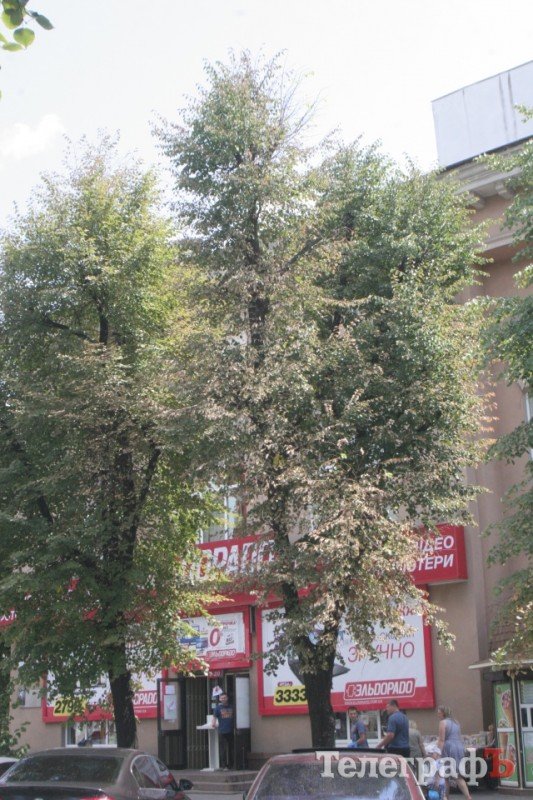 На улице Ленина в Кременчуге сохнут липы На улице Ленина в Кременчуге сохнут липы